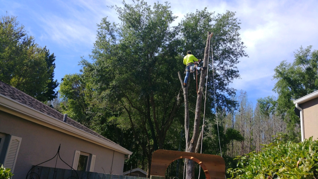 Utility climber and bucket truck trimming near power lines