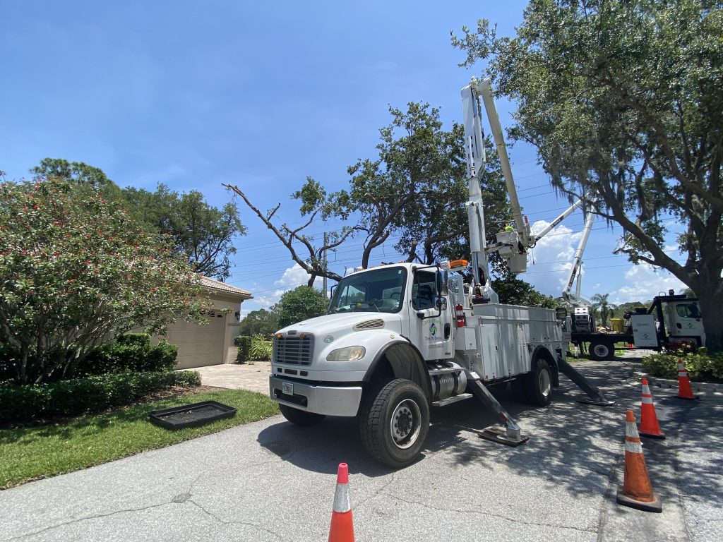 Bucket trucks pruning along a community street with traffic cones