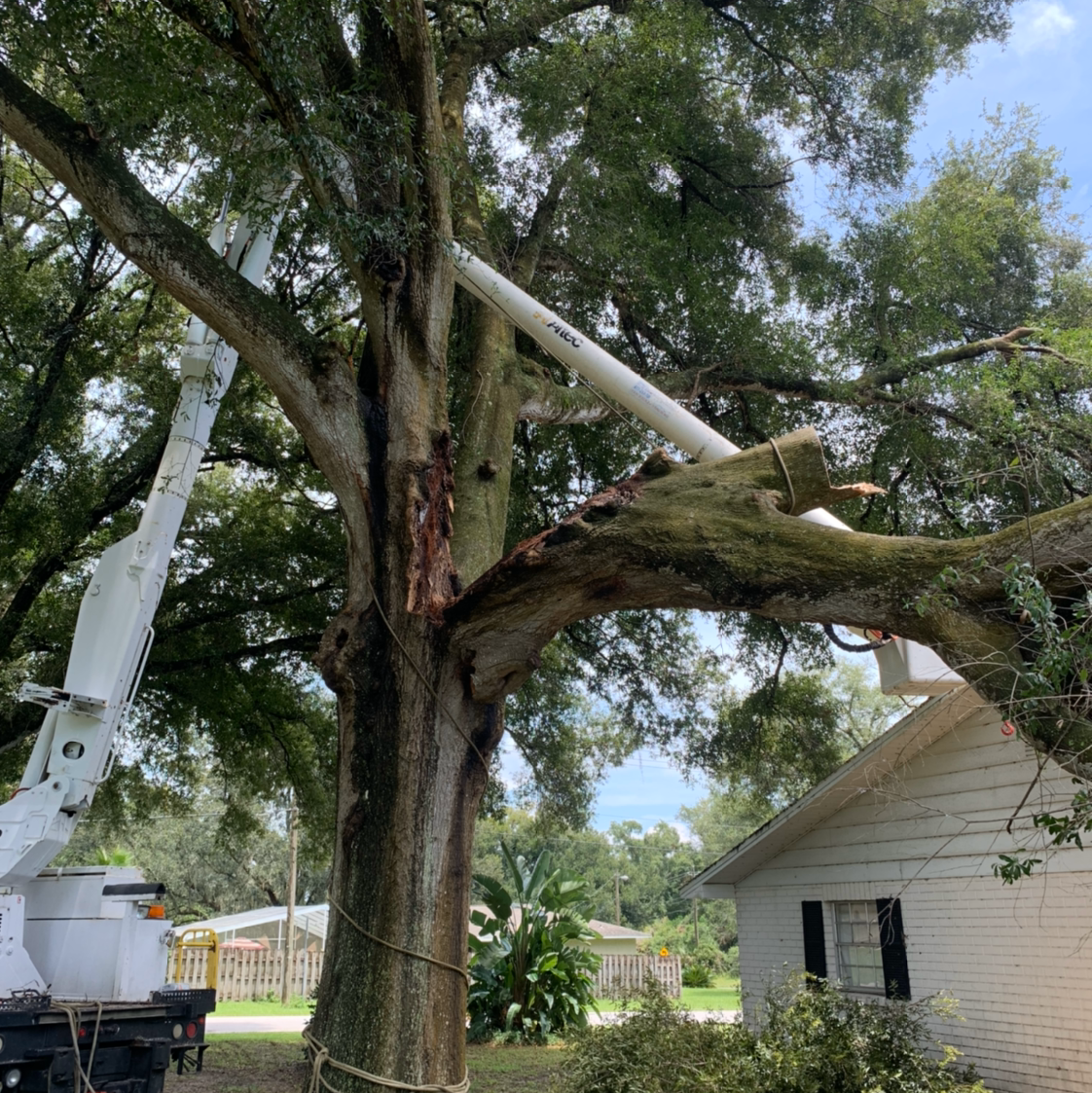 Large live oak branch removal near house with rigging