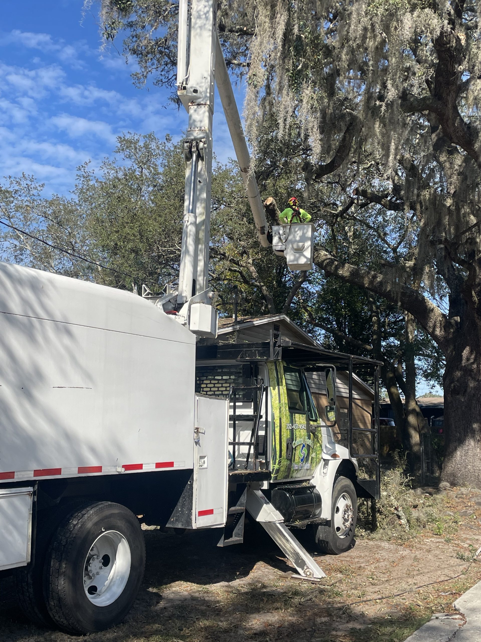 Operator in bucket trimming oak from International 4300 truck