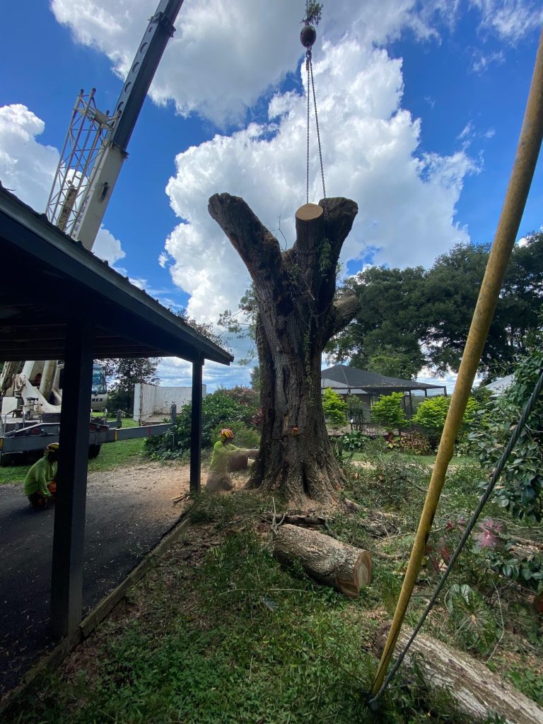 Crane lifting trunk section during residential tree removal