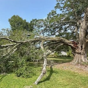 Close-up of bucket lift reaching oak branches